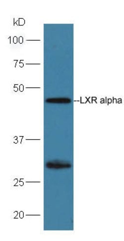 LXR alpha + LXR beta Rabbit anti-Human Mouse Rat, Polyclonal, Bioss 100