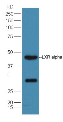 LXR alpha + LXR beta Rabbit anti-Human Mouse Rat, Polyclonal, Bioss 100