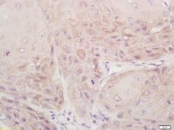 DSPP Rabbit anti-Human, Polyclonal, Bioss 100 &mu;L; Unconjugated:Antibodies,