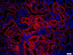 KRAS Rabbit anti-Human, Polyclonal, Bioss 100 &mu;L; Unconjugated:Antibodies,