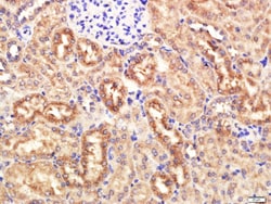 KRAS Rabbit anti-Human, Polyclonal, Bioss 100 &mu;L; Unconjugated:Antibodies,