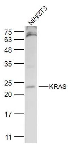 KRAS Rabbit anti-Human, Polyclonal, Bioss 100 &mu;L; Unconjugated:Antibodies,