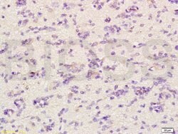 CHRNA4 Rabbit anti-Human, Polyclonal, Bioss 100 &mu;L; Unconjugated:Antibodies,