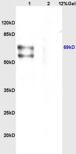 CHRNA4 Rabbit anti-Human, Polyclonal, Bioss 100 &mu;L; Unconjugated:Antibodies,