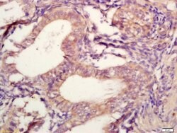 TIMP-2 Rabbit anti-Human, Polyclonal, Bioss 100 &mu;L; Unconjugated:Antibodies,