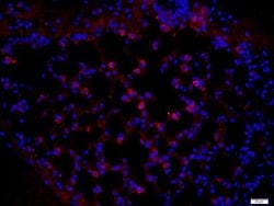 Pan Cytokeratin/p-CK Rabbit anti-Human, Polyclonal, Bioss 100 &mu;L; Unconjugated:Antibodies,