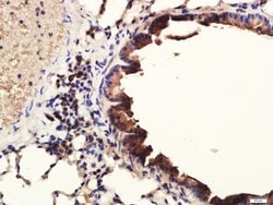 Pan Cytokeratin/p-CK Rabbit anti-Human, Polyclonal, Bioss 100 &mu;L; Unconjugated:Antibodies,