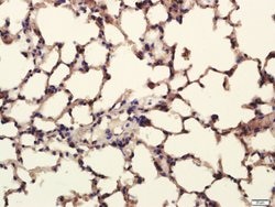 Pan Cytokeratin/p-CK Rabbit anti-Human, Polyclonal, Bioss 100 &mu;L; Unconjugated:Antibodies,