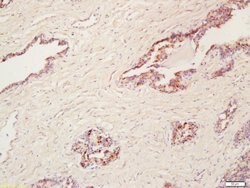 Cyclooxygenase 2 Rabbit anti-Human, Polyclonal, Bioss 100 &mu;L; Unconjugated:Antibodies,