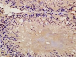 Nanog Rabbit anti-Human, Polyclonal, Bioss 100 &mu;L; Unconjugated:Antibodies,