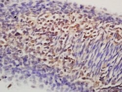 Nanog Rabbit anti-Human, Polyclonal, Bioss 100 &mu;L; Unconjugated:Antibodies,