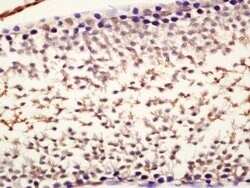 Nanog Rabbit anti-Human, Polyclonal, Bioss 100 &mu;L; Unconjugated:Antibodies,