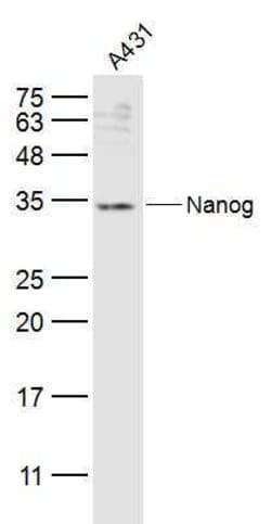 Nanog Rabbit anti-Human, Polyclonal, Bioss 100 &mu;L; Unconjugated:Antibodies,