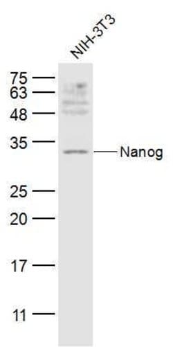 Nanog Rabbit anti-Human, Polyclonal, Bioss 100 &mu;L; Unconjugated:Antibodies,
