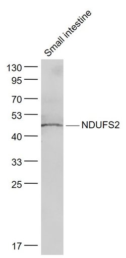 NDUFS2 Rabbit anti-Human, Polyclonal, Bioss 100 &mu;L; Unconjugated:Antibodies,