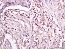 Phospho-CD18 (Thr758) Rabbit anti-Human, Polyclonal, Bioss 100 &mu;L | Buy Online | Bioss | Fisher Scientific