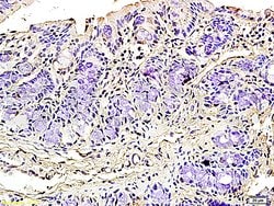 Podoplanin Rabbit anti-Human, Polyclonal, Bioss 100 &mu;L; Unconjugated:Antibodies,