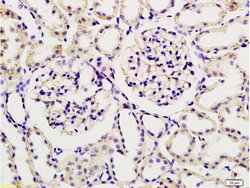 Podoplanin Rabbit anti-Human, Polyclonal, Bioss 100 &mu;L; Unconjugated:Antibodies,