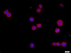 CHRNA7 Rabbit anti-Human, Polyclonal, Bioss 100 &mu;L; Unconjugated:Antibodies,