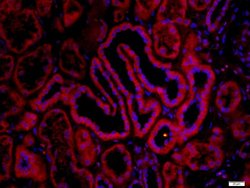 CHRNA7 Rabbit anti-Human, Polyclonal, Bioss 100 &mu;L; Unconjugated:Antibodies,