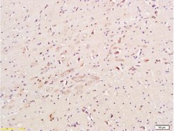CHRNA7 Rabbit anti-Human, Polyclonal, Bioss 100 &mu;L; Unconjugated:Antibodies,