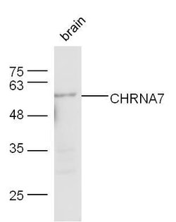 CHRNA7 Rabbit anti-Human, Polyclonal, Bioss 100 &mu;L; Unconjugated:Antibodies,