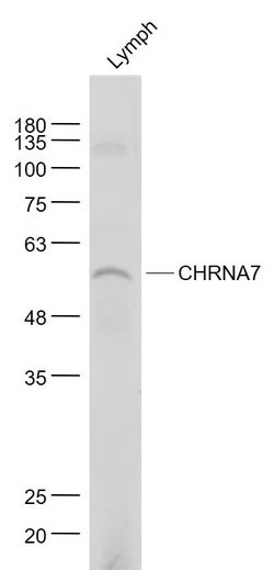 CHRNA7 Rabbit anti-Human, Polyclonal, Bioss 100 &mu;L; Unconjugated:Antibodies,