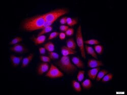 ENT2 Rabbit anti-Human, Polyclonal, Bioss 100 &mu;L; Unconjugated:Antibodies,