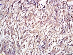 ENT2 Rabbit anti-Human, Polyclonal, Bioss 100 &mu;L; Unconjugated:Antibodies,