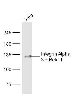 Integrin Alpha 3 + Beta 1 Rabbit anti-Human Mouse Rat, Polyclonal, Bioss