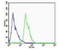Dopamine Receptor D1 Rabbit anti-Human, Polyclonal, Bioss 100 &mu;L; Unconjugated:Antibodies,