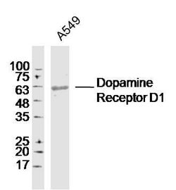 Dopamine Receptor D1 Rabbit anti-Human, Polyclonal, Bioss 100 &mu;L; Unconjugated:Antibodies,