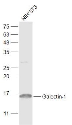 Galectin-1 Rabbit anti-Human, Polyclonal, Bioss 100 &mu;L; Unconjugated:Antibodies,
