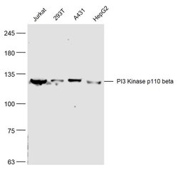 PI3 Kinase p110 beta Rabbit anti-Human, Polyclonal, Bioss 100 &mu;L; Unconjugated:Antibodies,