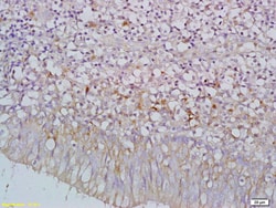 C9orf127 Rabbit anti-Human, Polyclonal, Bioss 100 &mu;L | Buy Online | Bioss | Fisher Scientific