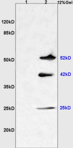 C9orf127 Rabbit anti-Human, Polyclonal, Bioss 100 &mu;L | Buy Online | Bioss | Fisher Scientific