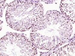 SCP3 Rabbit anti-Human, Polyclonal, Bioss 100 &mu;L; Unconjugated:Antibodies,