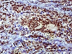SOX9 Rabbit anti-Human, Polyclonal, Bioss 100 &mu;L; Unconjugated:Antibodies,