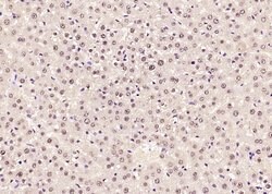 SOX9 Rabbit anti-Human, Polyclonal, Bioss 100 &mu;L; Unconjugated:Antibodies,