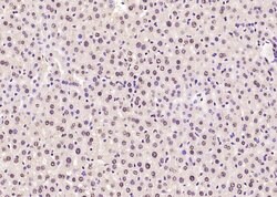 SOX9 Rabbit anti-Human, Polyclonal, Bioss 100 &mu;L; Unconjugated:Antibodies,