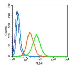CD101 Rabbit anti-Human, Polyclonal, Bioss 100 &mu;L; Unconjugated:Antibodies,
