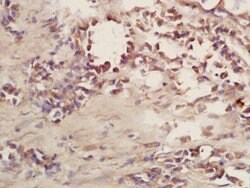 CD101 Rabbit anti-Human, Polyclonal, Bioss 100 &mu;L; Unconjugated:Antibodies,