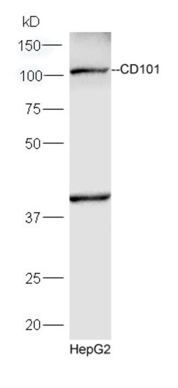 CD101 Rabbit anti-Human, Polyclonal, Bioss 100 &mu;L; Unconjugated:Antibodies,