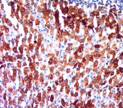 Secretogranin-5 Rabbit anti-Human, Polyclonal, Bioss 100 &mu;L; Unconjugated:Antibodies,