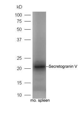Secretogranin-5 Rabbit anti-Human, Polyclonal, Bioss 100 &mu;L; Unconjugated:Antibodies,