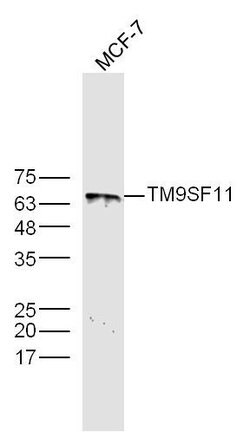 TM9SF1 Rabbit anti-Human, Polyclonal, Bioss 100 &mu;L; Unconjugated:Antibodies,