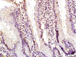 Egr1 Rabbit anti-Human, Polyclonal, Bioss 100 &mu;L; Unconjugated:Antibodies,