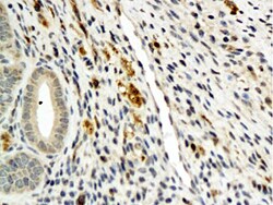 Angiopoietin 4 Rabbit anti-Human, Polyclonal, Bioss 100 &mu;L; Unconjugated:Antibodies,