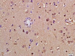 GAPDH Rabbit anti-Human, Polyclonal, Bioss 100 &mu;L; Unconjugated:Antibodies,