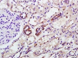 GAPDH Rabbit anti-Human, Polyclonal, Bioss 100 &mu;L; Unconjugated:Antibodies,